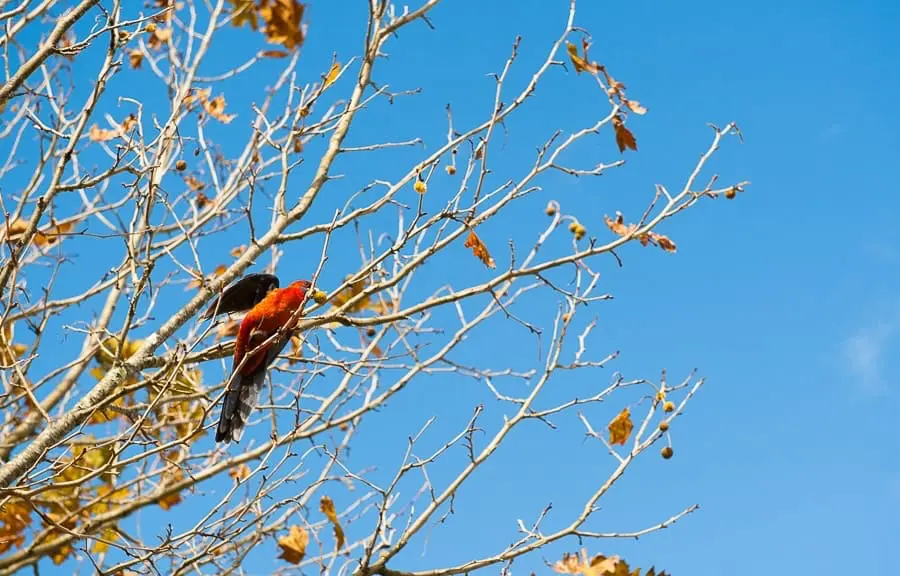 NEW ZEALAND wildlife