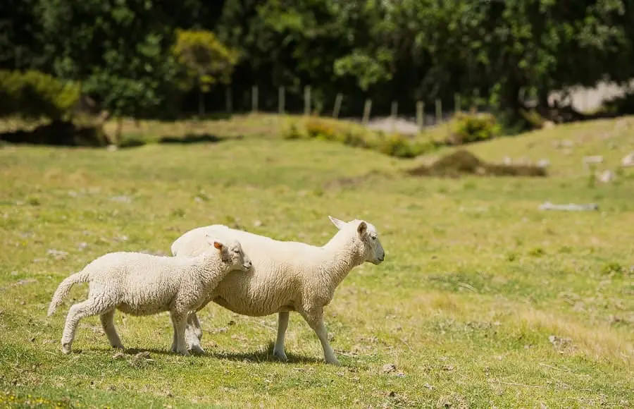 NEW ZEALAND